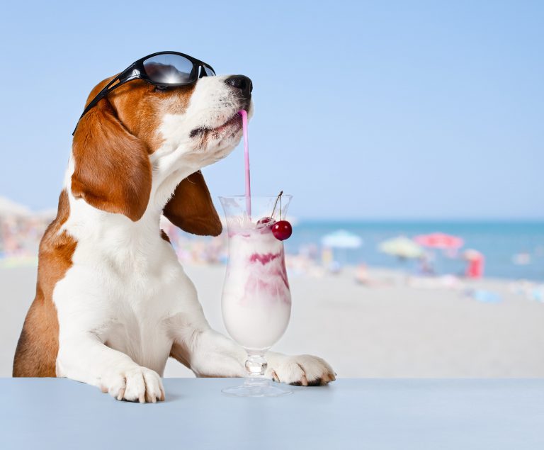 Pet-Friendly: Bring Your Furry Friends On Family Vacation